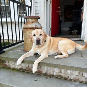 Meet your Posher, Callie